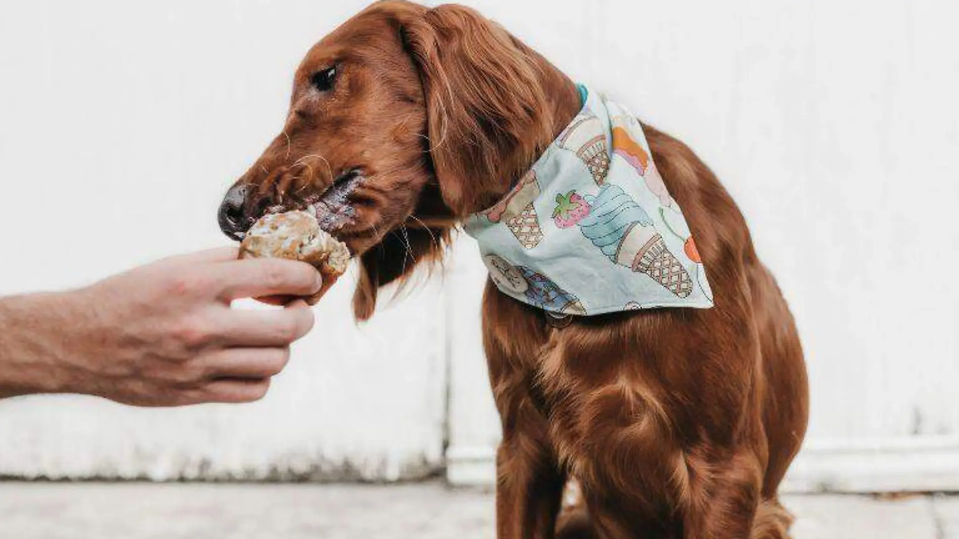 CUE Comida ideal para perritos